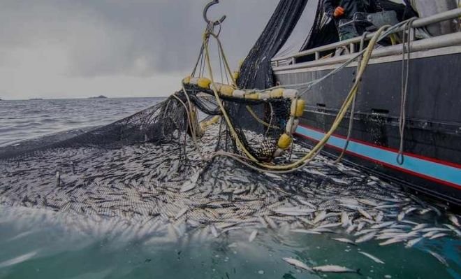 روسيا ترفع سقف الصيد في السواحل الأطلسية المغربية إلى 100 ألف طن